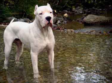Dogo Arjantin