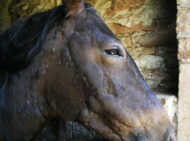 Atlarda Yaz Kanaması (Parafilariosis)
