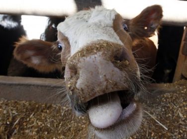 Bovine Spongiform Encephalopathy – Deli Dana Hastalığı – BSE