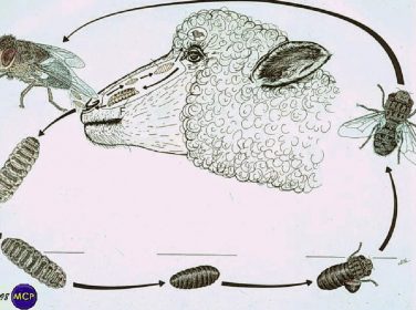 Koyun, Keçi Burun Kurtları – Büvelek – Oestrosis – Oestrus ovis