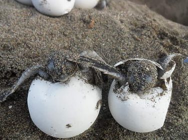 Kaplumbağalarda Yumurtlama ve Kuluçka Zamanı?