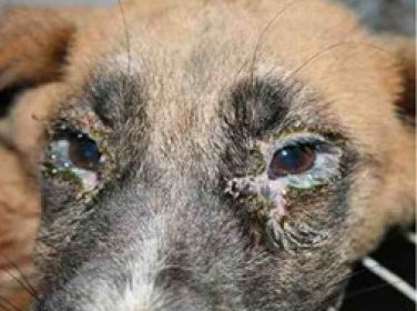 Köpek Gençlik Hastalığı – Distemper