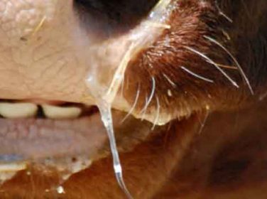 Bovine Ephemeral Fever – Üç Gün Hastalığı