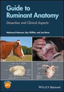 Ruminant Anatomi Rehberi