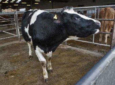 Bovine Immun Yetmezlik Virus Enfeksiyonu – BIV