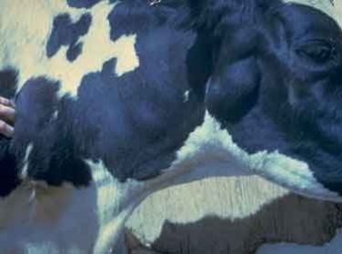 Sığırların Enzootik Leukosis, Bovine Lymphosarcome, Leukemia, Malignant Lymphoma