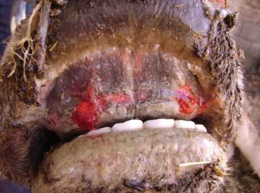 Epizootik Hemorajik Hastalık – Epizootic Hemorrhagic Disease – EHD