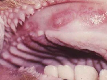 Bovine Papuller Stomatitis