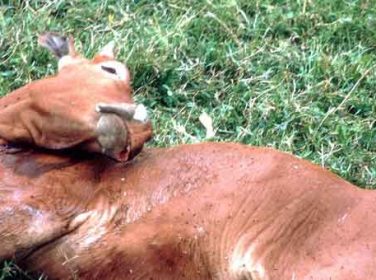 Sığırlarda Kuduz Hastalığı – Rabies