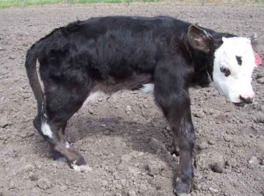 Beyaz Kas Hastalığı – White Muscle Disease (WMD)