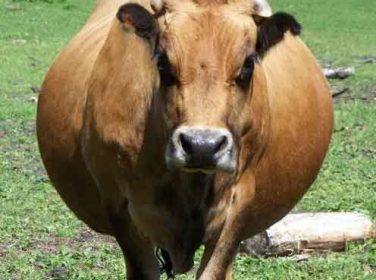 Yağlı Karaciğer (Fat Cow) Sendromu – Lipomobilizasyon