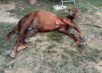 Atlarda Sancı ve Sancılı Atlarda Muayene Parametreleri