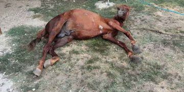Atlarda Sancı ve Sancılı Atlarda Muayene Parametreleri