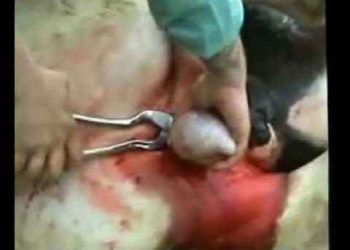 Atta Kastrasyon (Kısırlaştırma) Operasyonu