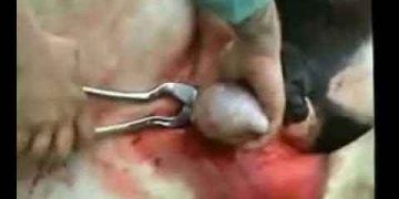 Atta Kastrasyon (Kısırlaştırma) Operasyonu