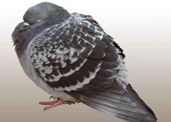 Güvercinlerde Hexamitiasis Parazit Hastalığı