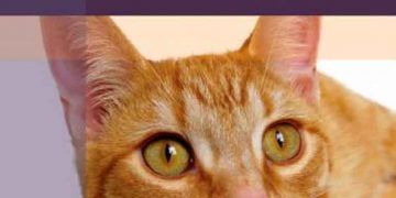 Kedilerde Tıbbı Temelli Problemler