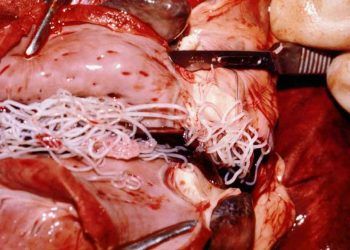 Kedi kalbinde erişkin Dirofilaria immitis