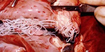 Kedi kalbinde erişkin Dirofilaria immitis