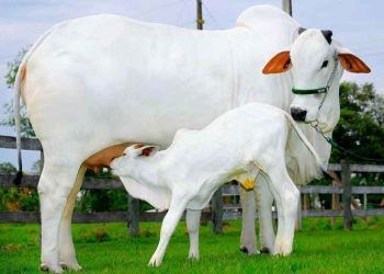 Nelore Sığır Irkı