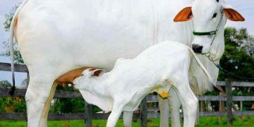 Nelore Sığır Irkı