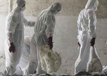 Kuş Gribi, Tavuk Vebası, Avian İnfluenza, Pestis Avium, Bird Flu