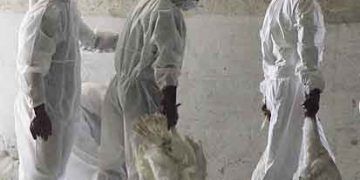 Kuş Gribi, Tavuk Vebası, Avian İnfluenza, Pestis Avium, Bird Flu