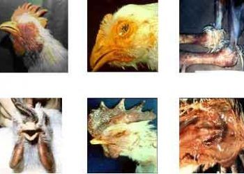 Tavuklarda Şişkin Baş Hastalığı