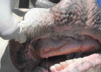 Sığırlarda Stomatitis