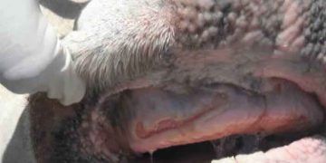 Sığırlarda Stomatitis