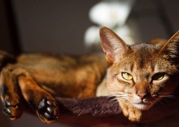 Abyssinian Fotoğrafları