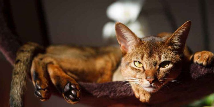 Abyssinian Fotoğrafları