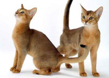 Abyssinian Fotoğrafları