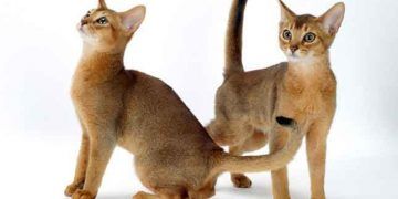 Abyssinian Fotoğrafları