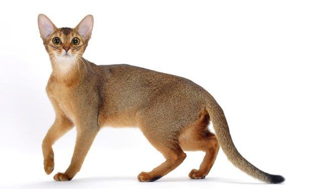 Abyssinian Fotoğrafları