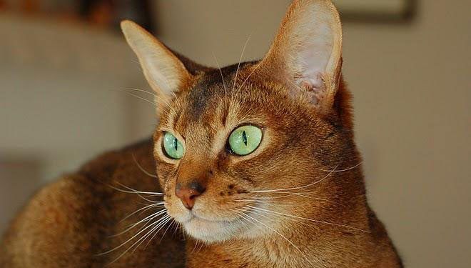 Abyssinian Fotoğrafları