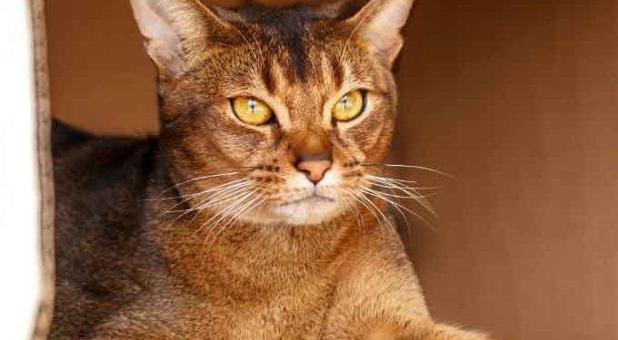Abyssinian Fotoğrafları