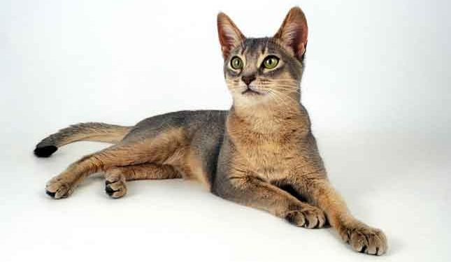 Abyssinian Fotoğrafları