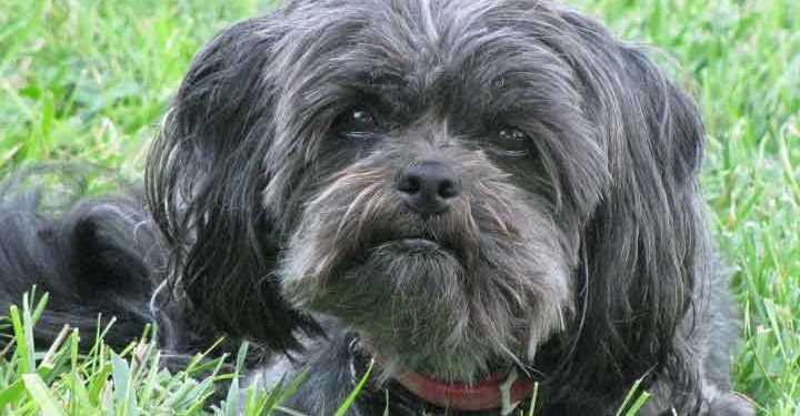 Affenpinscher Köpek Irkı