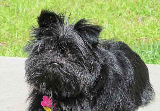 Affenpinscher Köpek Irkı