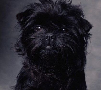 Affenpinscher Köpek Irkı