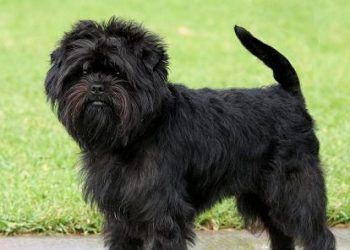 Affenpinscher Köpek Irkı
