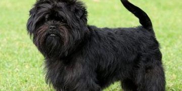 Affenpinscher Köpek Irkı