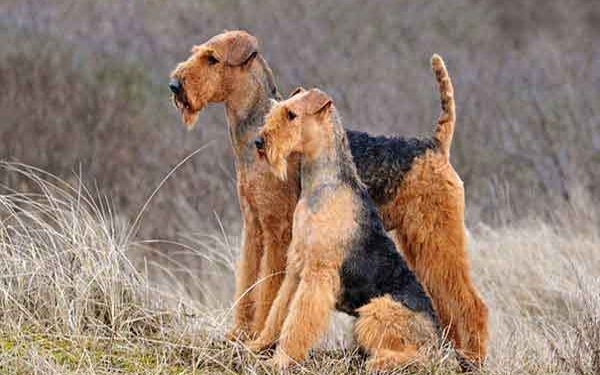 Airedale Terrier Resimleri