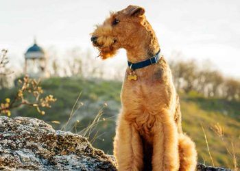 Airedale Terrier Resimleri