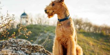 Airedale Terrier Resimleri