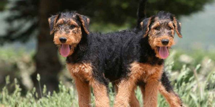 Airedale Terrier Resimleri