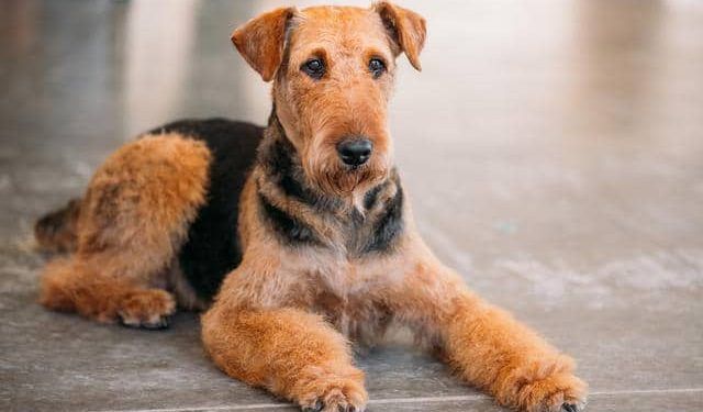 Airedale Terrier Resimleri