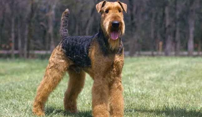 Airedale Terrier Resimleri