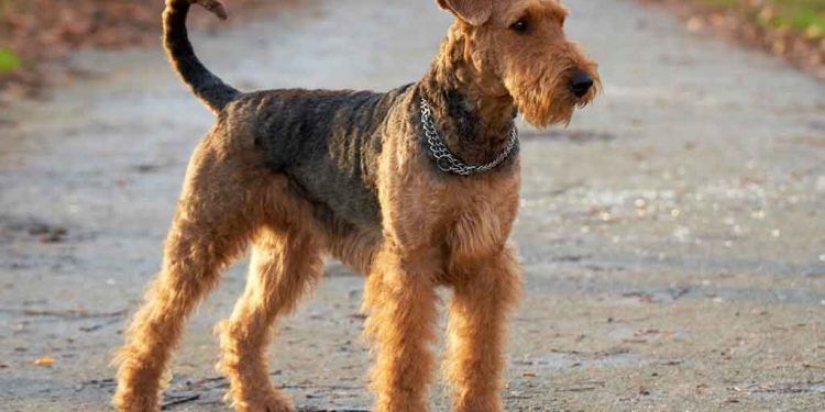 Airedale Terrier Resimleri
